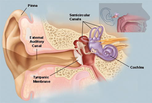 Diagram of outer, middle, and inner ear
